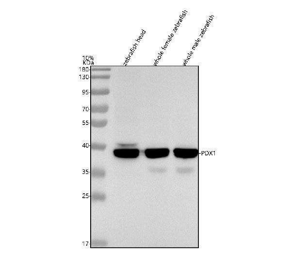  Western blot analysis of PDX1 using anti-PDX1 antibody (AZQ6DC85)