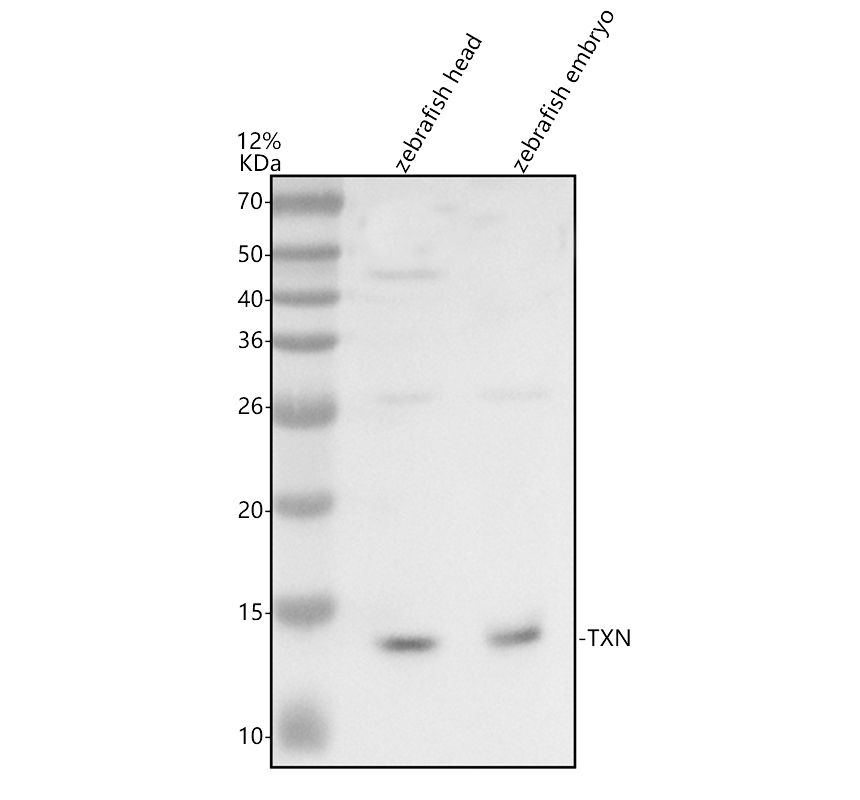 azq6dgi6 txn primary antibodies wb testing 1