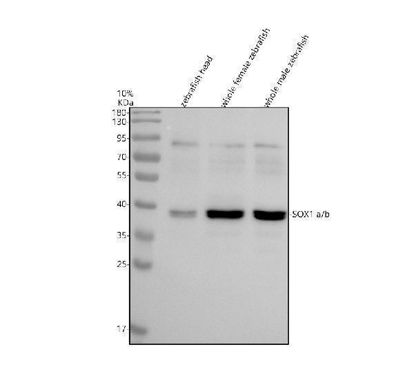 azq6dgl6 sox1a b primary antibodies wb testing 1