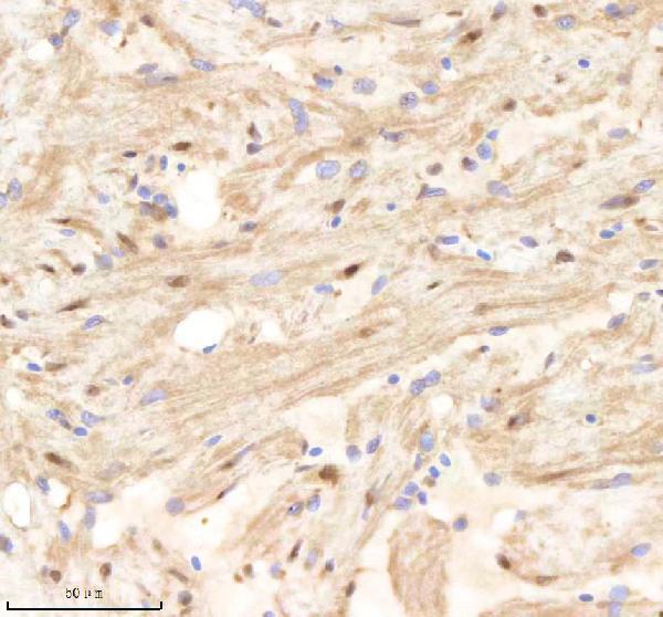 azq6dgx8 psma1 primary antibodies ihc testing 3