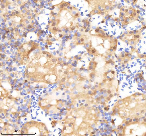 azq6dgx8 psma1 primary antibodies ihc testing 4
