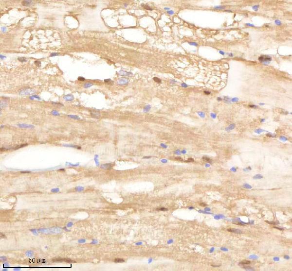 azq6dgx8 psma1 primary antibodies ihc testing 5