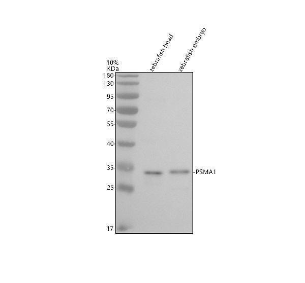 Western blot analysis of PSMA1 using anti-PSMA1 antibody (AZQ6DGX8)