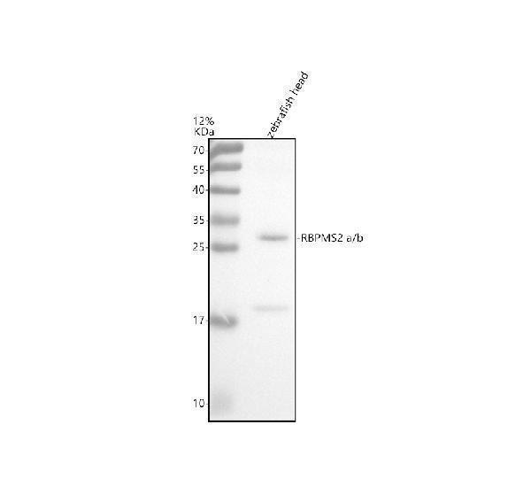azq6dh13 rbpms2a b primary antibodies wb testing 1