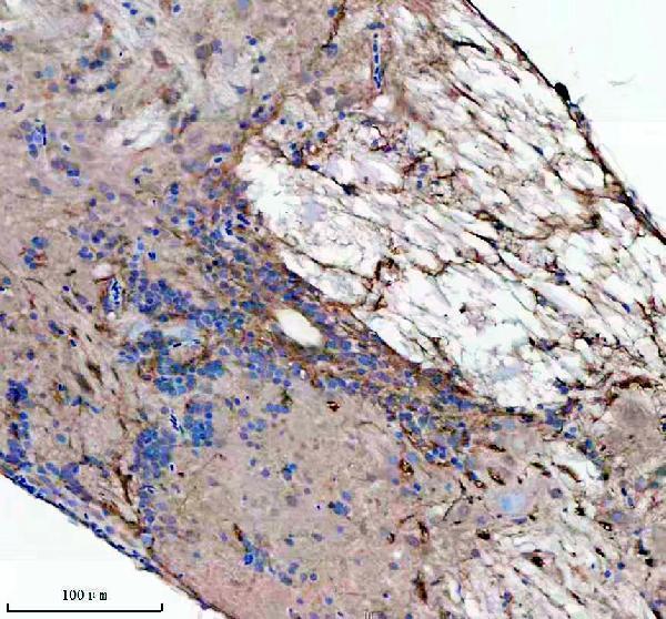 azq6dhh7 lzic primary antibodies ihc testing 2