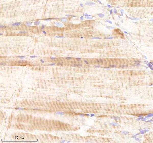 azq6drc0 sars sars1 primary antibodies ihc testing 1
