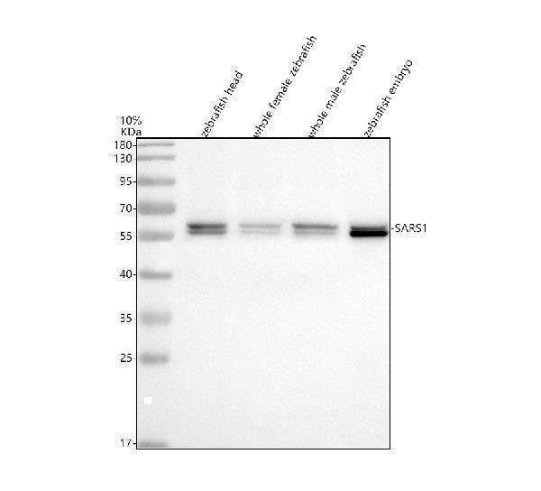 azq6drc0 sars sars1 primary antibodies wb testing 1