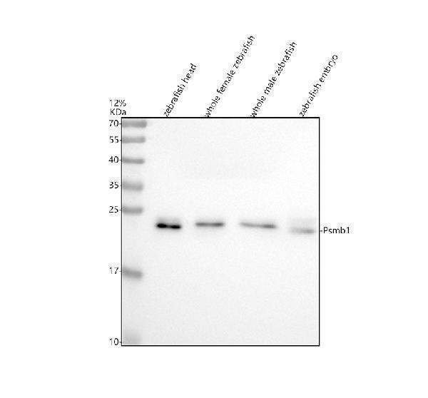 Western blot analysis of PSMB1 using anti-PSMB1 antibody (AZQ6DRF3)