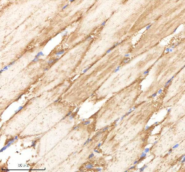 azq6drg7 ppp1r12a primary antibodies ihc testing 3