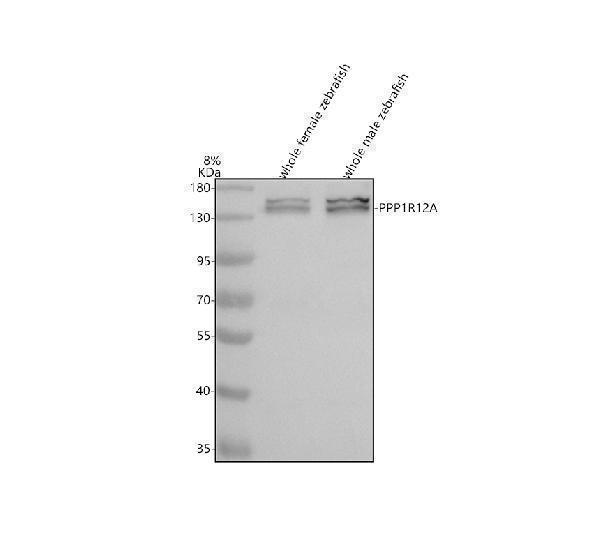 Western blot analysis of PPP1R12A using anti-PPP1R12A antibody (AZQ6DRG7)