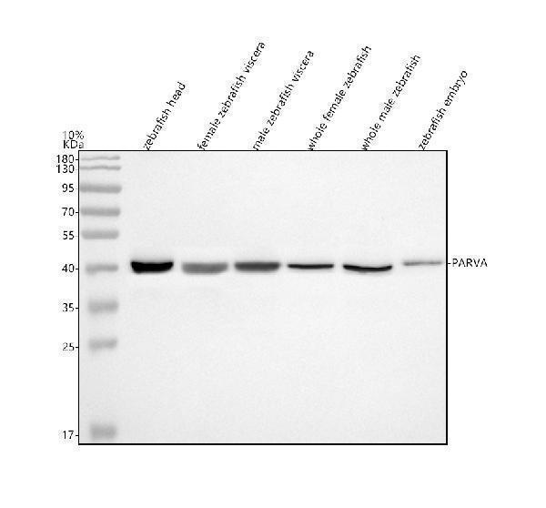 azq6drm4 parva primary antibodies wb testing 1