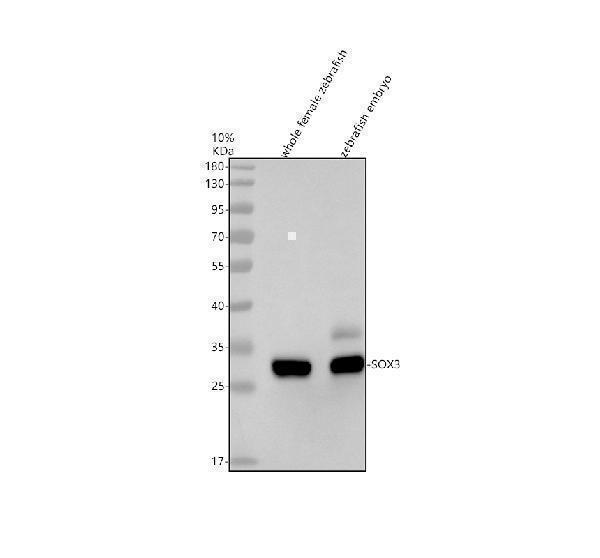 Western blot analysis of SOX3 using anti-SOX3 antibody (AZQ6EJB7)
