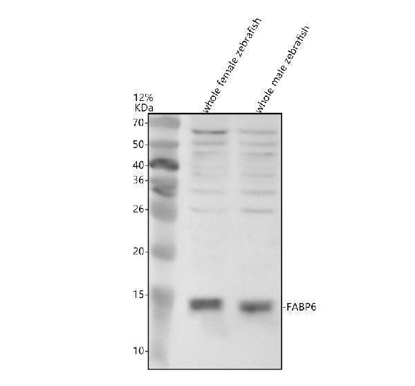 Western blot analysis of FABP6 using anti-FABP6 antibody (AZQ6IMW5)
