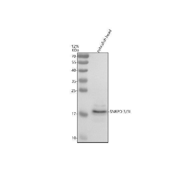 azq6iq56 snrpd3 3i primary antibodies wb testing 1