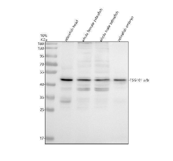 azq6iq70 tsg101a b primary antibodies wb testing 1