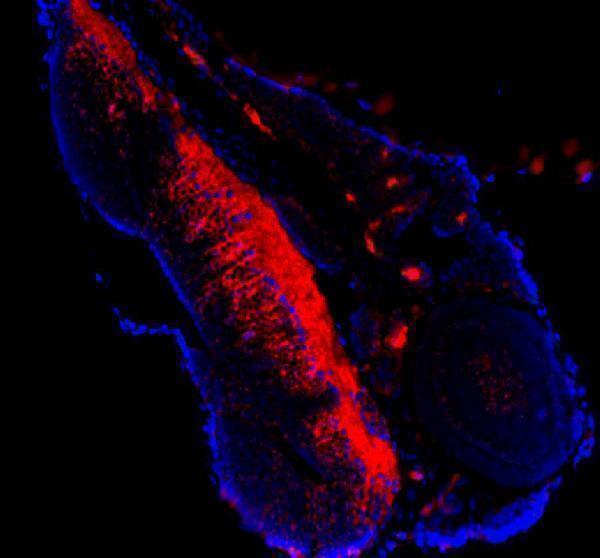 azq6iqn6 atp5g1 2 3a primary antibodies if testing 3
