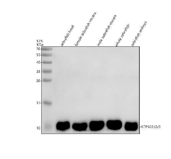 azq6iqn6 atp5mc1 2 3 primary antibodies wb testing 1