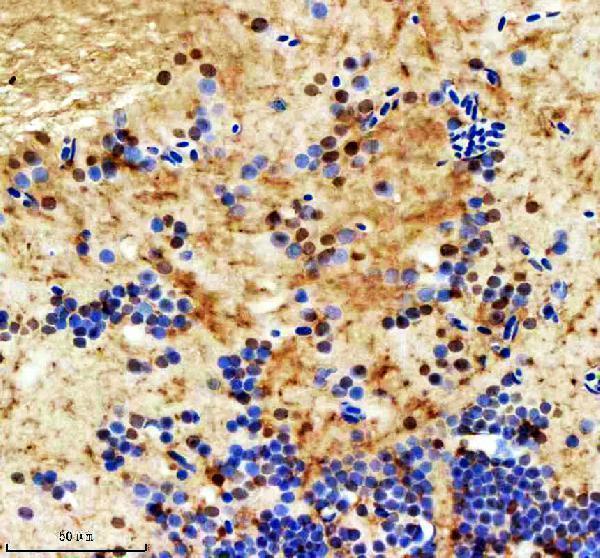 azq6iqu7 ints12 primary antibodies ihc testing 2