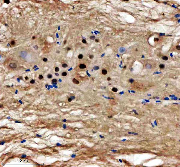 azq6iqu7 ints12 primary antibodies ihc testing 3