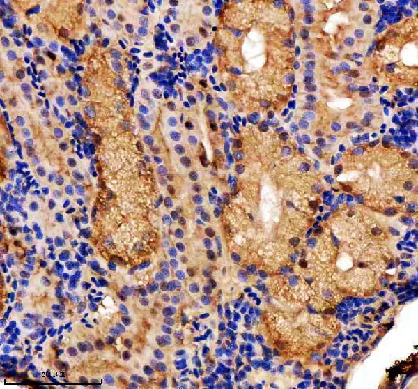  IHC analysis of INTS12 using anti-INTS12 antibody (AZQ6IQU7)