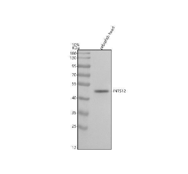  Western blot analysis of INTS12 using anti-INTS12 antibody (AZQ6IQU7)