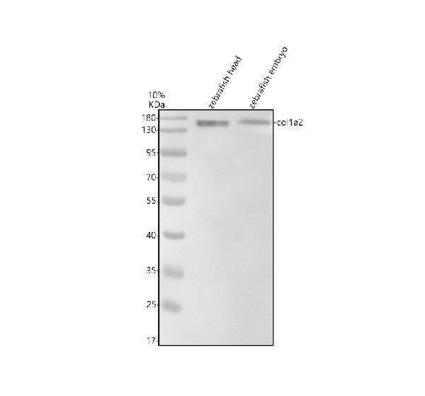 Western blot analysis of Collagen Type I/COL1A2 using anti-Collagen Type I/COL1A2 antibody (AZQ6IQX2)