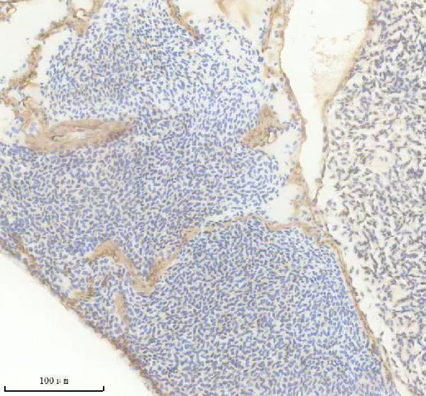 azq6nsn2 mao primary antibodies ihc testing 1
