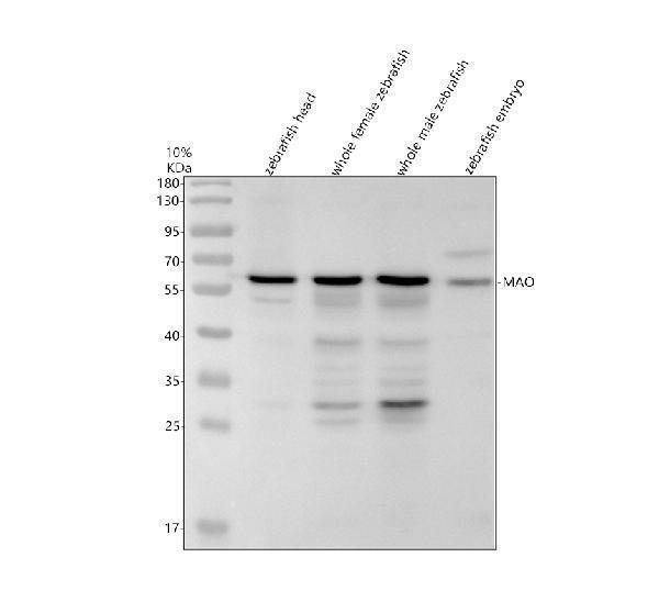 azq6nsn2 mao primary antibodies wb testing 1