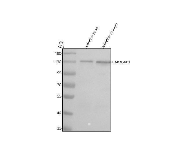 azq6nuv0 rab3gap1 primary antibodies wb testing 1