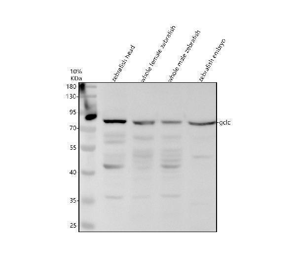 azq6nv35 gclc primary antibodies wb testing 1