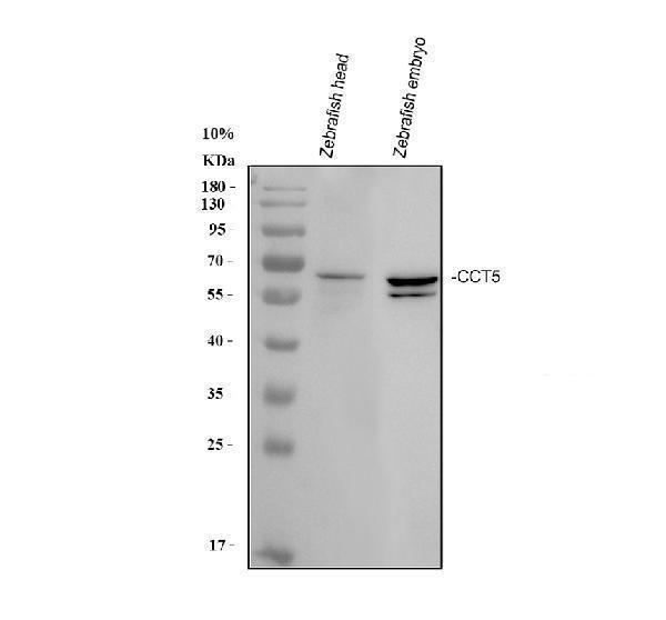  Western blot analysis of Zebrafish CCT5 using anti-Zebrafish CCT5 antibody (AZQ6NVI6)