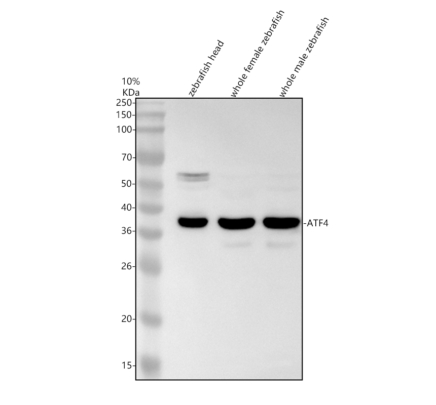 azq6nw59 atf4 primary antibodies wb testing 1
