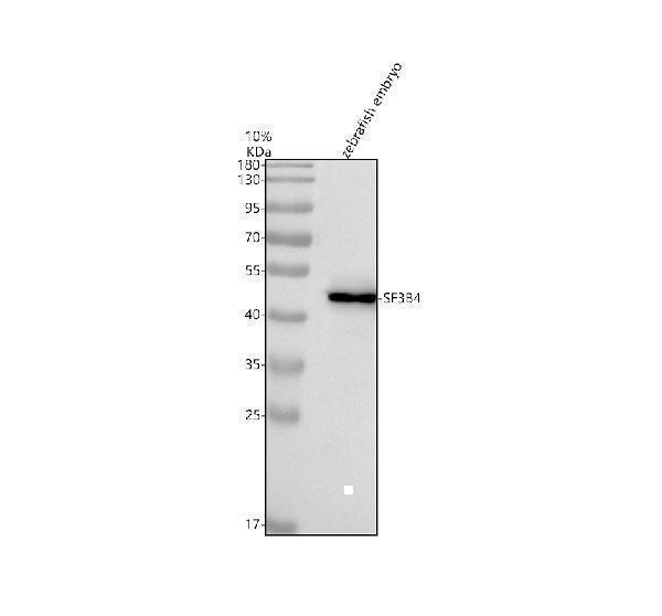 Western blot analysis of SF3B4 using anti-SF3B4 antibody (AZQ6NWB3)