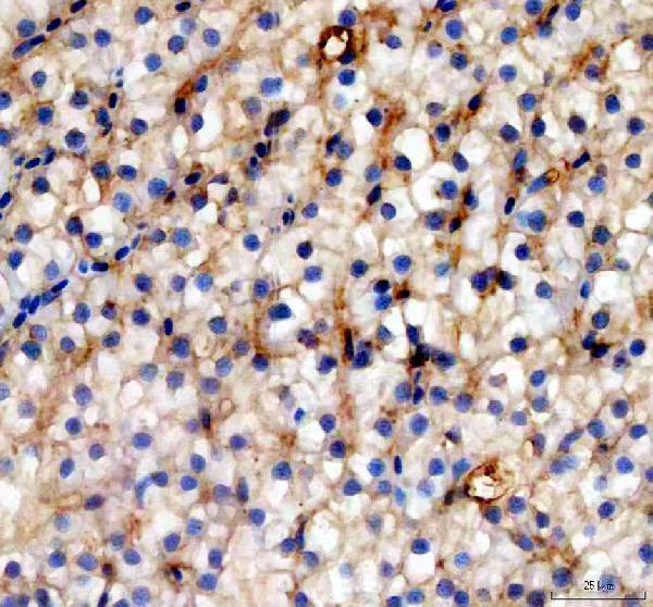 azq6nwf6 krt8 primary antibodies ihc testing 3