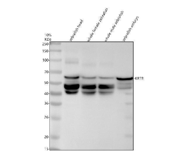 Western blot analysis of KRT8 using anti-KRT8 antibody (AZQ6NWF6)