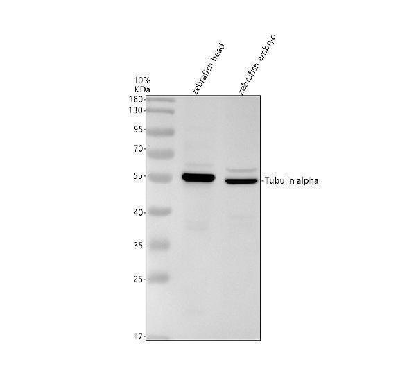 azq6nwk7 tuba1a primary antibodies wb testing 1