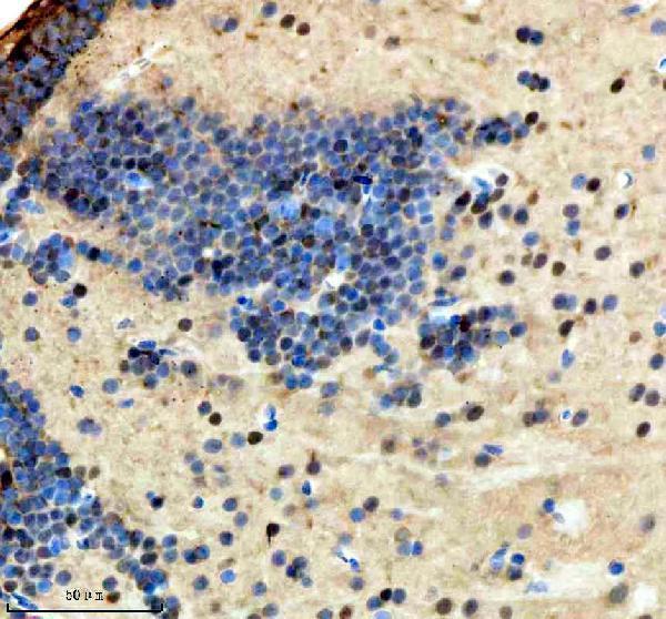 azq6nx86 hmgb1a b primary antibodies ihc testing 1