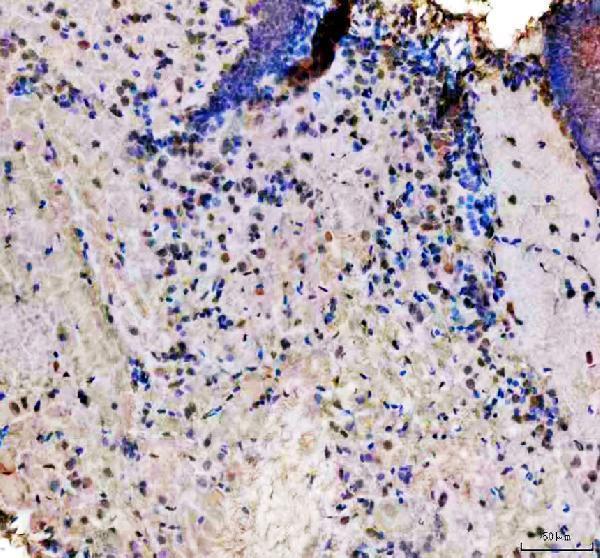 azq6nx86 hmgb1a b primary antibodies ihc testing 2