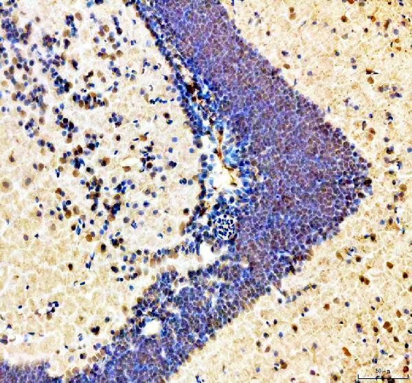 azq6nx86 hmgb1a b primary antibodies ihc testing 3