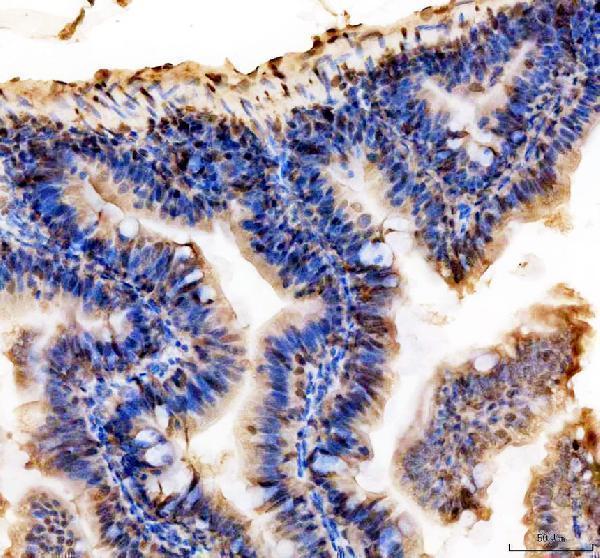 azq6nx86 hmgb1a b primary antibodies ihc testing 4