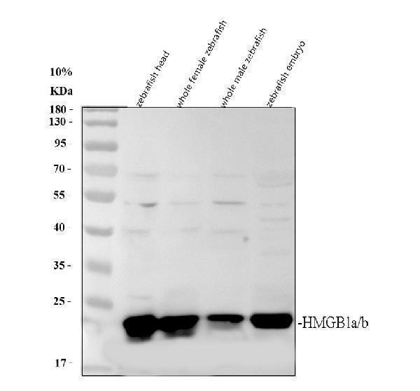azq6nx86 hmgb1a b primary antibodies wb testing 1
