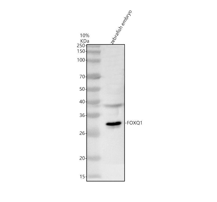 Western blot analysis of FOXQ1 using anti-FOXQ1 antibody (AZQ6NXD5)