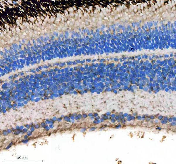 azq6ny89 lsg1 primary antibodies ihc testing 2