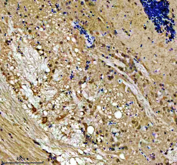 azq6ny89 lsg1 primary antibodies ihc testing 3