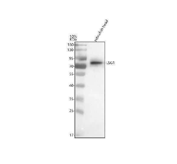 azq6ny89 lsg1 primary antibodies wb testing 1