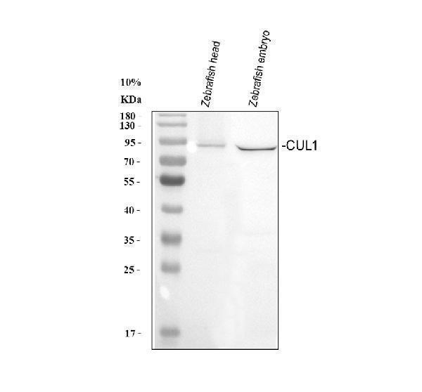 azq6nys3 cul1ab primary antibodies wb testing 1