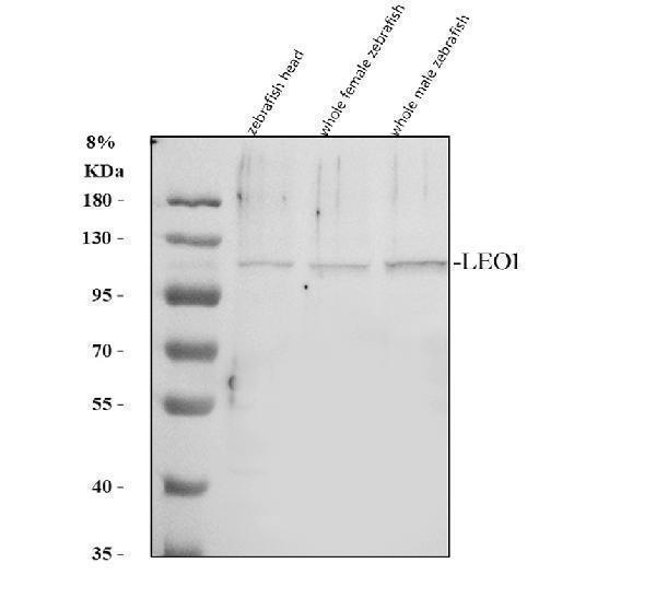 Western blot analysis of LEO1 using anti-LEO1 antibody (AZQ6NYV9)
