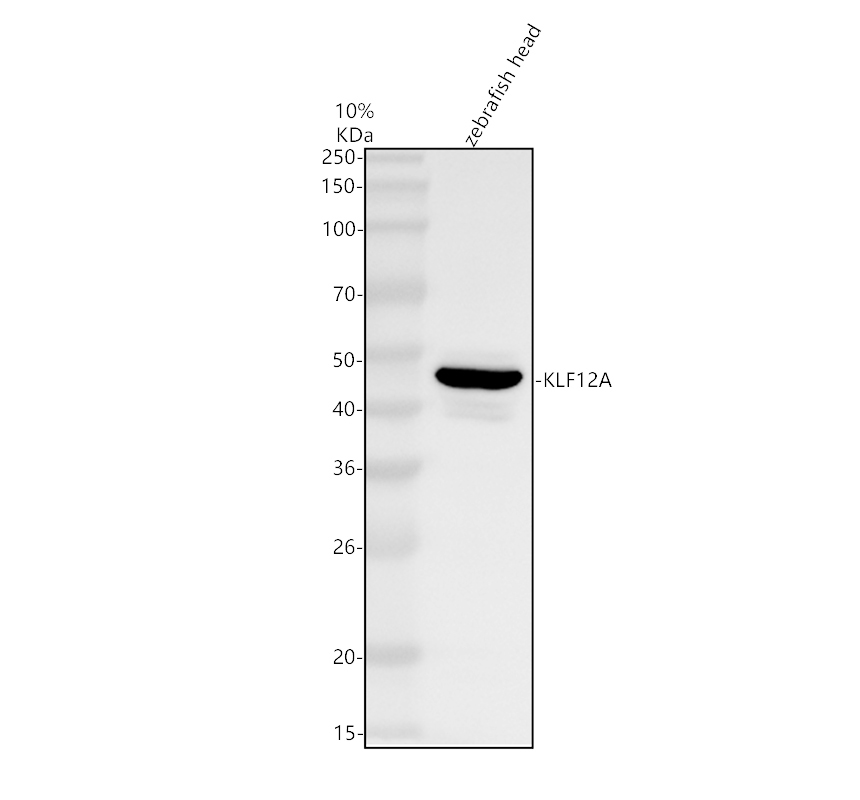 azq6nyx3 klf12a primary antibodies wb testing 1