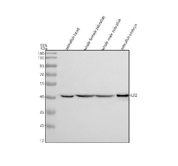  Western blot analysis of NF45/ILF2 using anti-NF45/ILF2 antibody (AZQ6NZ06)