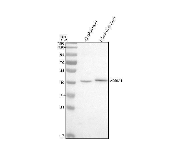 azq6nz09 adrm1 primary antibodies wb testing 1